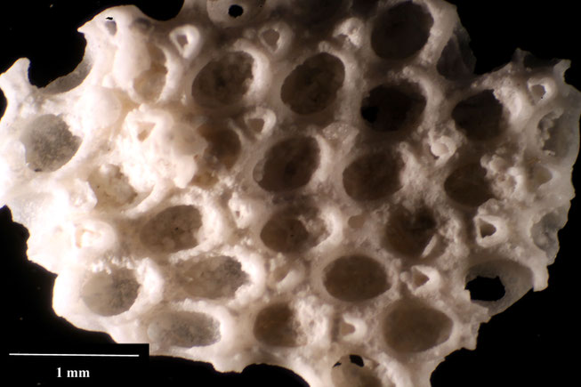 Senckenberg, Bryozoa, Bryozoen, Moostierchen, Sammlung Voigt