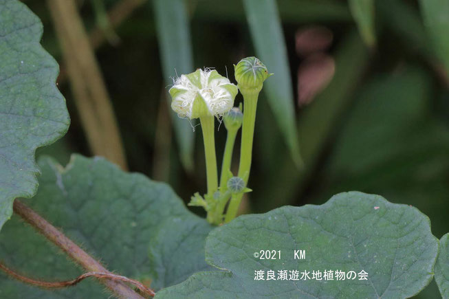 渡良瀬遊水地に生育するカラスウリの画像（つぼみ）