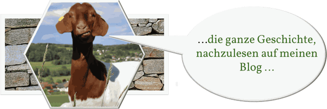 die-ziege-steiermark-oesterreich-burenziegen-landschaftpflege