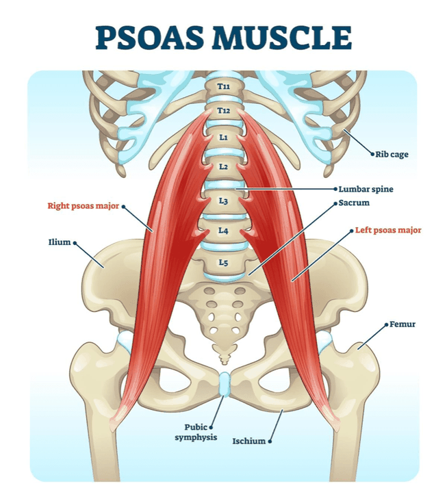 Der Hüftbeuger - auch Psoas genannt - ist entscheidend für die Hüftbeweglichkeit