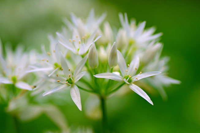 Bärlauch, Allium ursinum