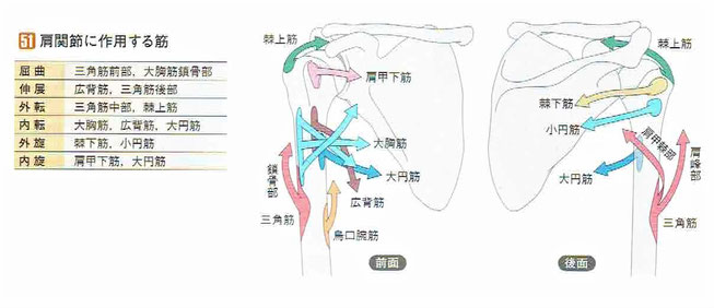 「人体の正常構造と機能」より