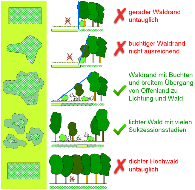 Gestaltung von Waldrändern und Lichtwald, damit diese – bei genügend Wärme und Feuchte- als Lebensraum für das Wald-Wiesenvögelchen und andere Lichtwaldarten taugen (Grafik: M. Dolek)