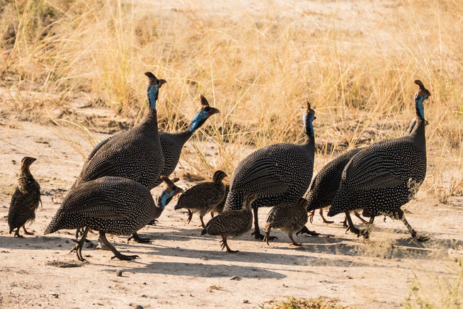 Helmeted Guineafowl - Helmperlhuhn (Numida meleagris) mit Kücken