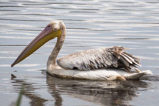 Great White Pelican - Rosapelikan (Pelecanus onocrotalus)