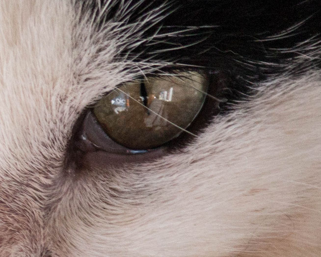 Augen Katze Line