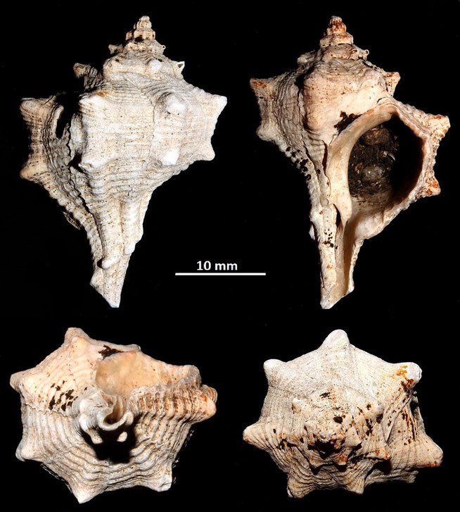 Bolinus brandaris, Macchia della Turchina (Monteromano, VT)