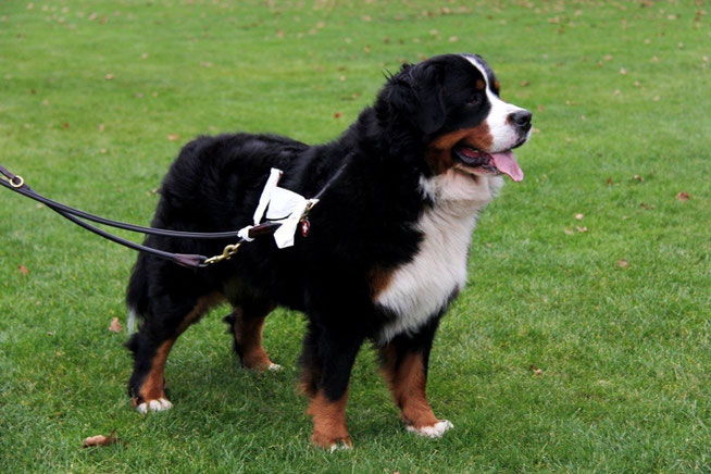 Urs tijdens de Twentse Berner Wandeling  2014