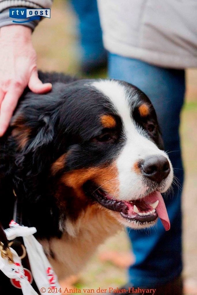 Urs in het nieuws RTV  Oost tijdens de Twense Berner Wandeling 2014