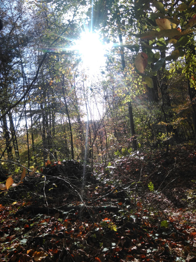 Naturcoaching ist Coaching in der Natur