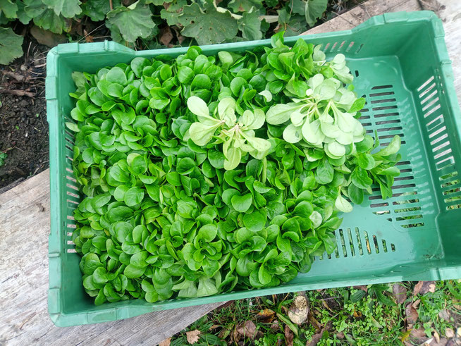 frisch geernteter Nüsslisalat