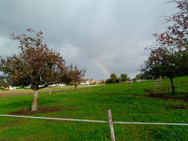 Regenbogen über der Kuhweide