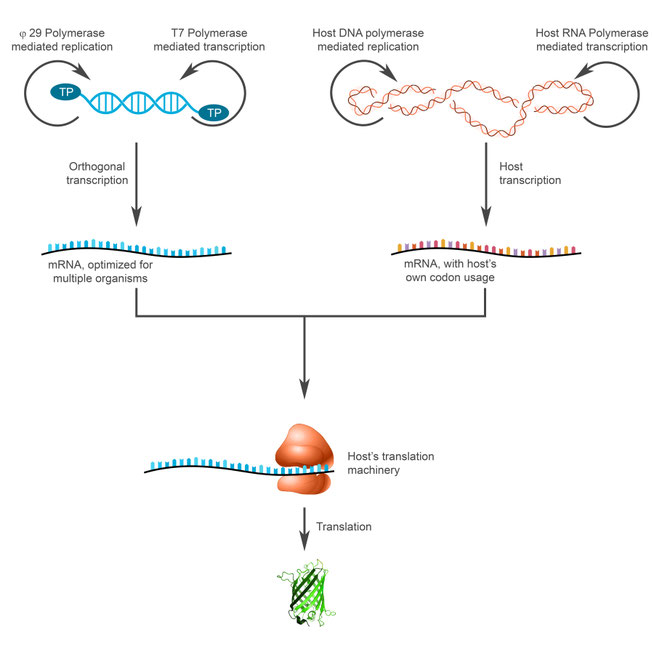 Figure 2: Orthogonal replication; our approach consists of engineering a plasmid that incorporates orthogonal replication inspired by the phi-29 bacteriophage system (linear DNA with proteins covalently bound to the 5' termini).