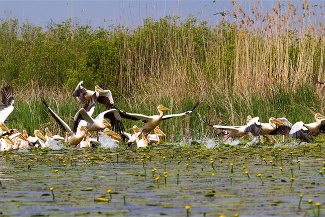 Donaudelta Vögel und Natur