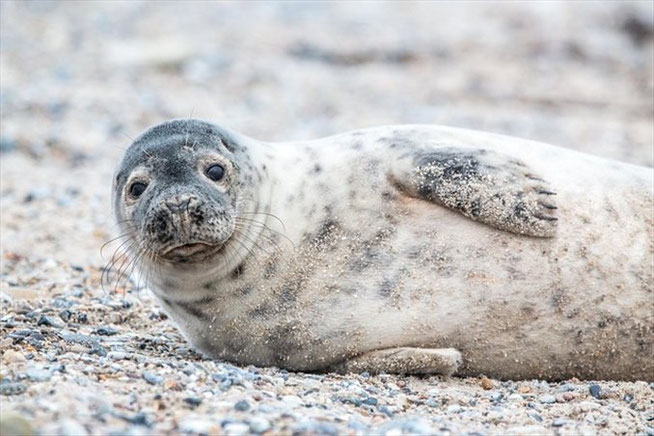 Robbe auf Helgoland 2026