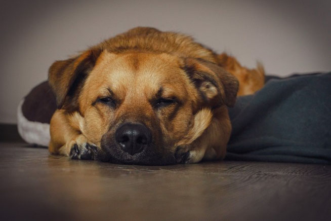 Hund mit Stock im Maul