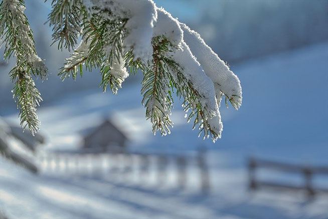 Tannenzweige im Winter