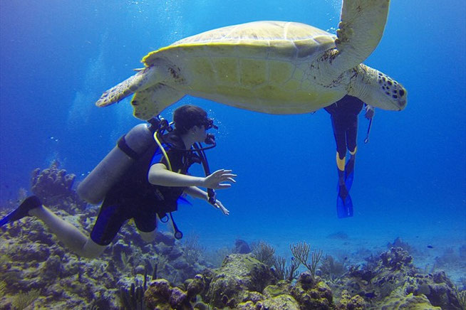Taucher in Ägypten mit Schildkröte 2026