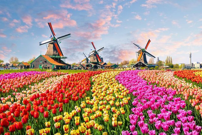 Flusskreuzfahrten zur Tulpenblüte in Holland im Frühling