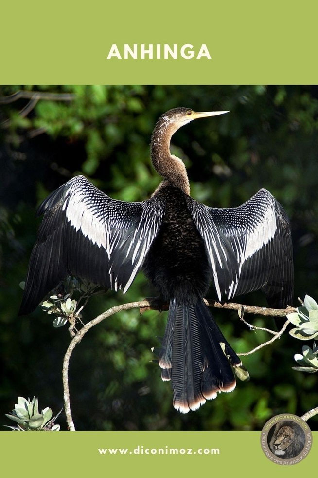 anhinga fiche animaux