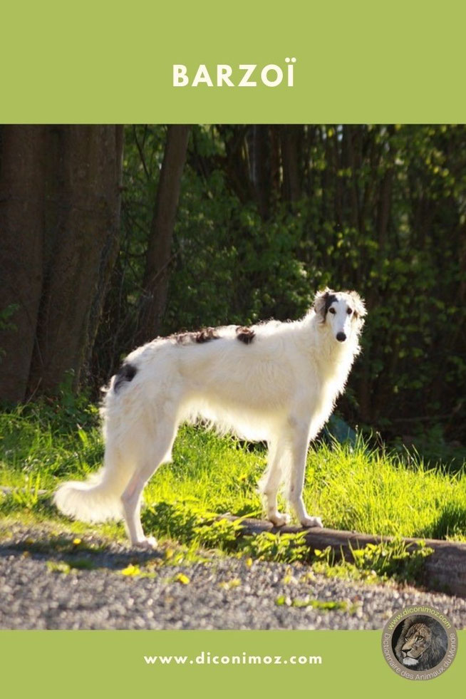 barzoi levrier russe fiche animaux chiens race