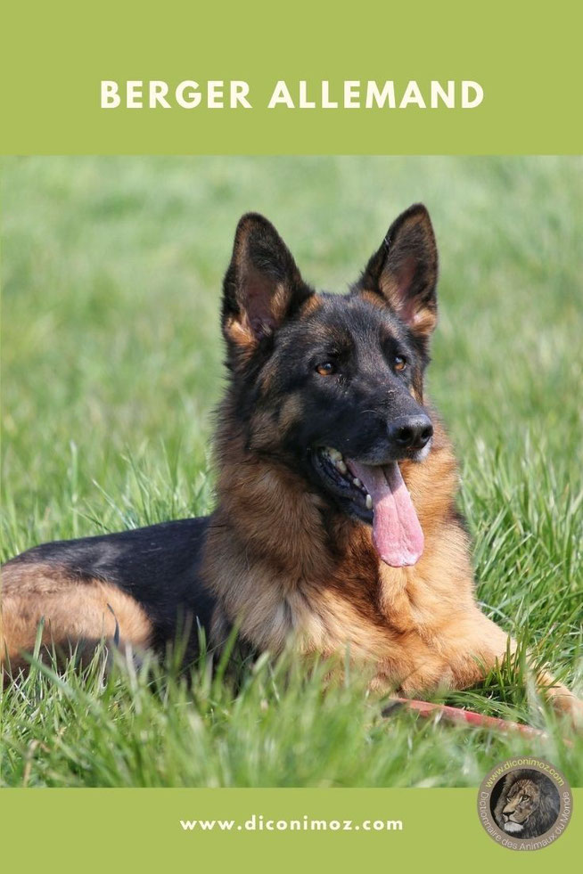 berger allemand fiche identité chien animaux caractere poil alimentation sante