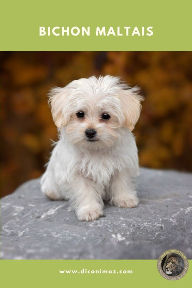 bichon maltais fiche animaux chien caractere origine sante poil comportement