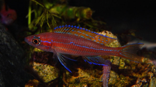 Paracyprichromis nigripinnis blue neon 