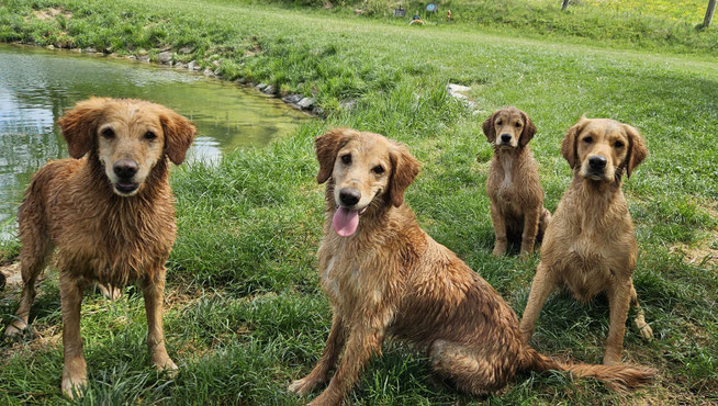 v.l.n.r.: Lilly, Rosy, Cosima, Frieda