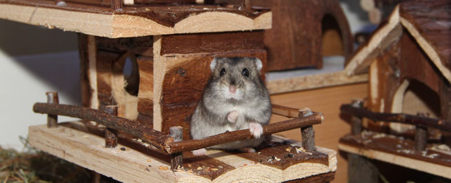 Einrichtungsbeispiele Hamsterzucht Furry Little Friends