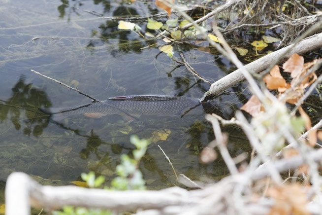 Indre et Loire, Loire, poisson