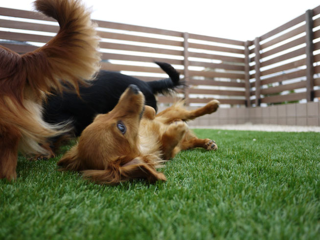 愛犬家エクステリア　小牧