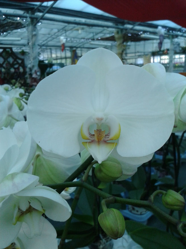 Orchidea Phalenopsis
