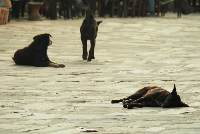 Straßenhunde Nepal