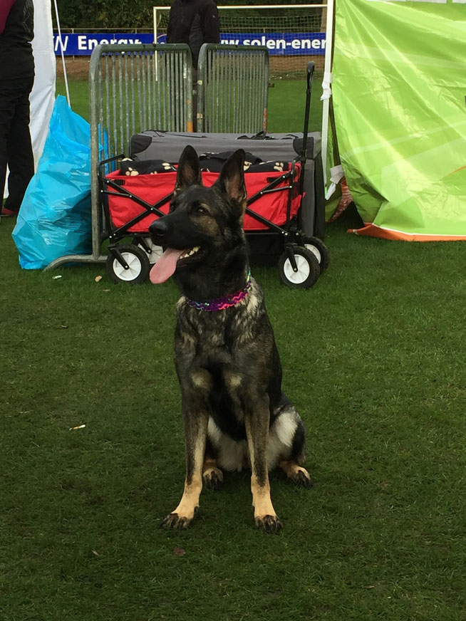 Scary vom Grubenländer Schupo bij Worldcup Obedience in Meppen