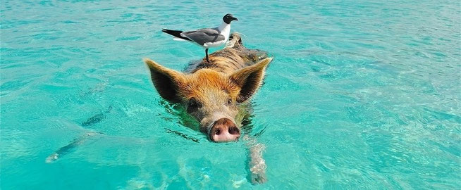 cochon dans la mer pour e-cime création de site internet