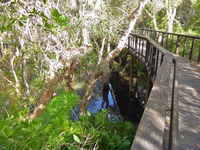 The board walk through the wetlands