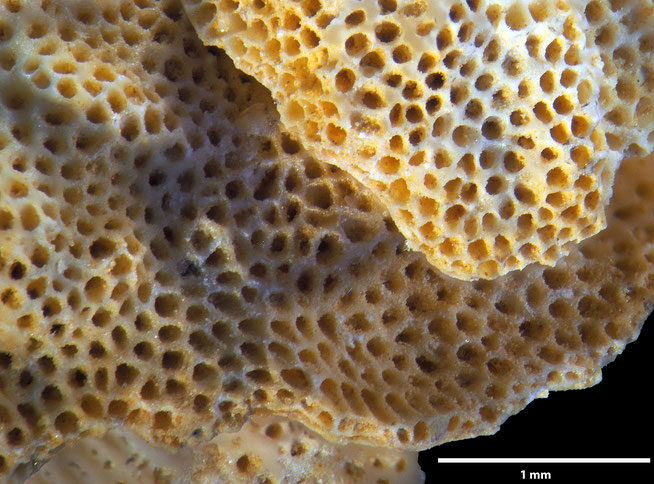 Senckenberg, Bryozoa, Bryozoen, Moostierchen, Sammlung Voigt