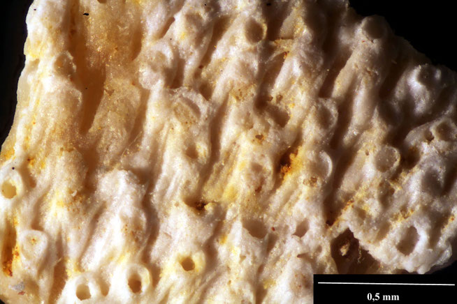 Senckenberg, Bryozoa, Bryozoen, Moostierchen, Sammlung Voigt