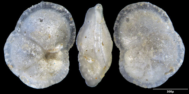 Globorotalia Cushman, 1927 sp, Foraminiferen, Foraminifera, Fora, Senckenberg, Golf von Aden, Bab-el-Mandeb