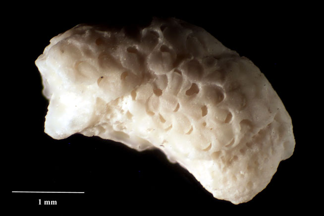 Senckenberg, Bryozoa, Bryozoen, Moostierchen, Sammlung Voigt