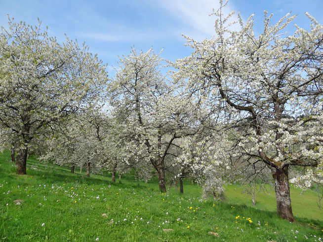 Kirschblüte Renchtal Hofgut Heuberg Weingut Schweiger Blütenbarometer Wanderung