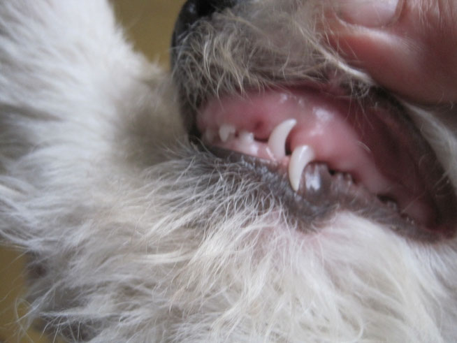Abenteuer Dusty foxterriersiebenquellens Webseite!