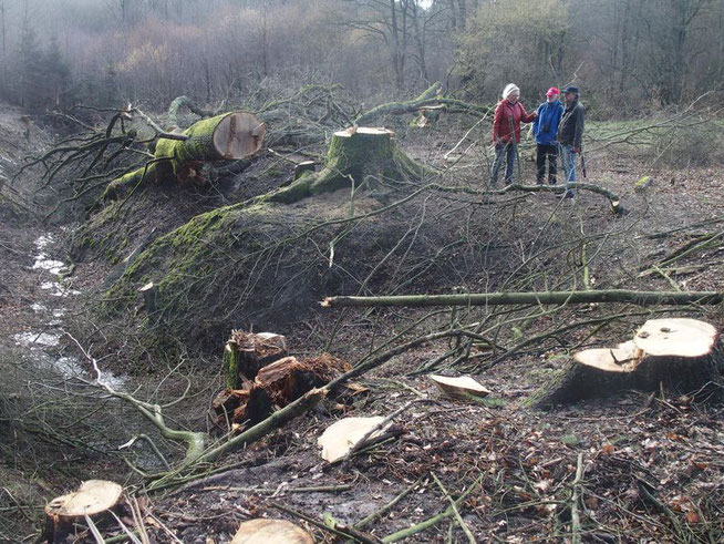 Gefällte alte Eiche im Maulbacher Wald und Severinusgraben, eine eiszeitliche Rinne, die im Rahmen weiterer Fällarbeiten ebenfalls bedroht ist, copyright B.Schlemmer, Aktionsbündnis Keine A 49, 25.02.2020