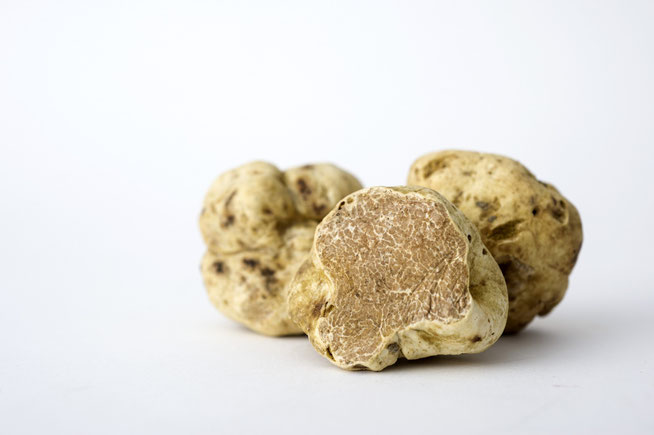 Photo de la précieuse truffe blanche (Tuber magnatum Pico)