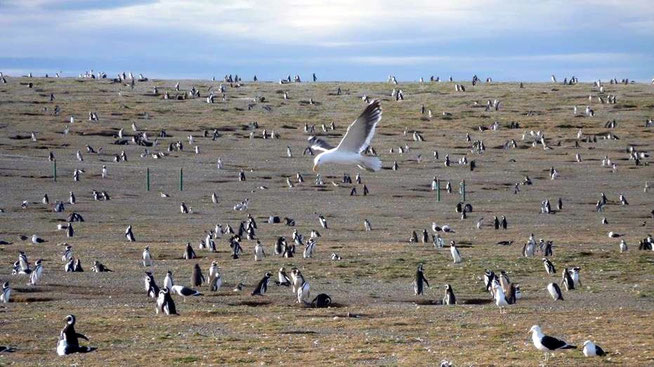 Bild: Pinguine und Möwe