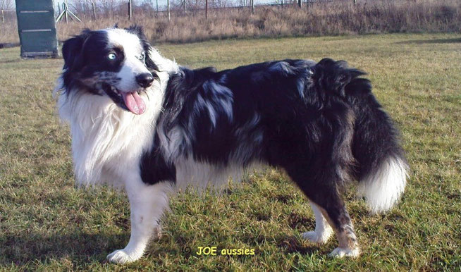 JOE SunkaWakan DNAVP 11.02.200716.07.2018 unvergessen joeaussiess