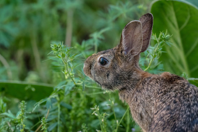 Termin_Kurs_vegan_für_Besseresser-Veganready_vegane_Ernähungsberatung_Freiburg