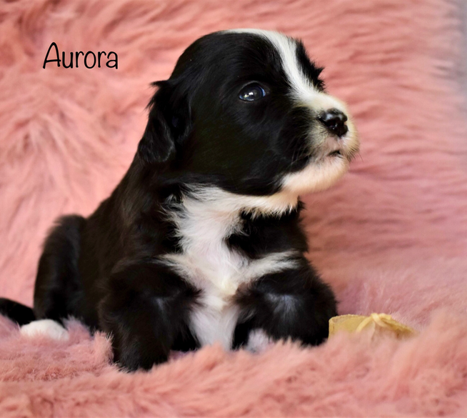 Bearded Collie Welpen, Sparkling Miracle Beardies Aurora