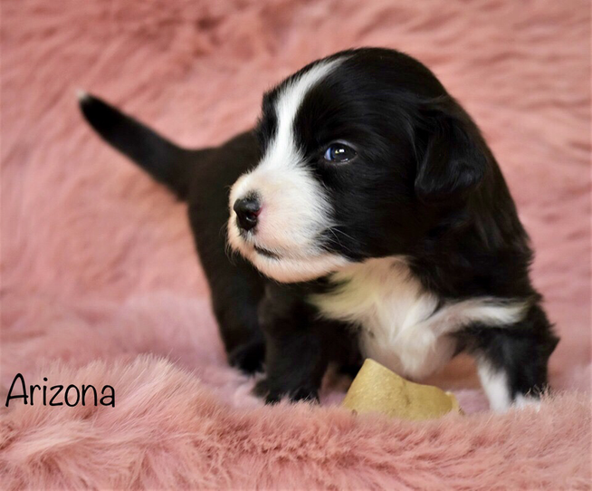 Bearded Collie Welpen, Sparkling Miracle Beardies, Sparkling Miracle Arizona